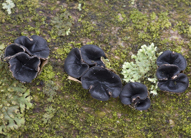 Sclerencoelia fraxinicola